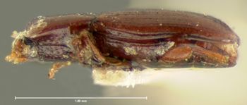 Media type: image;   Entomology 6825 Aspect: habitus lateral view